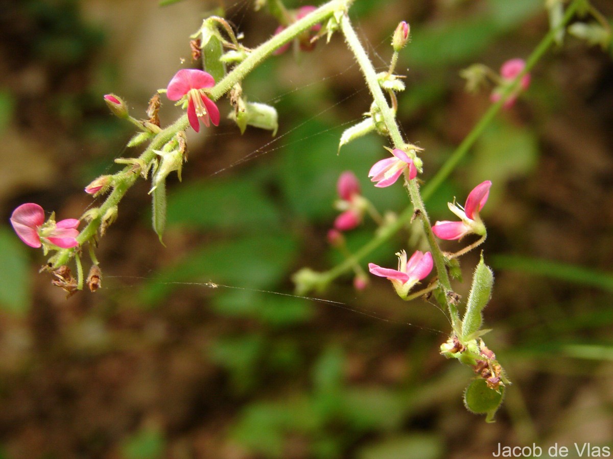 Pseudarthria viscida (L.) Wight & Arn.